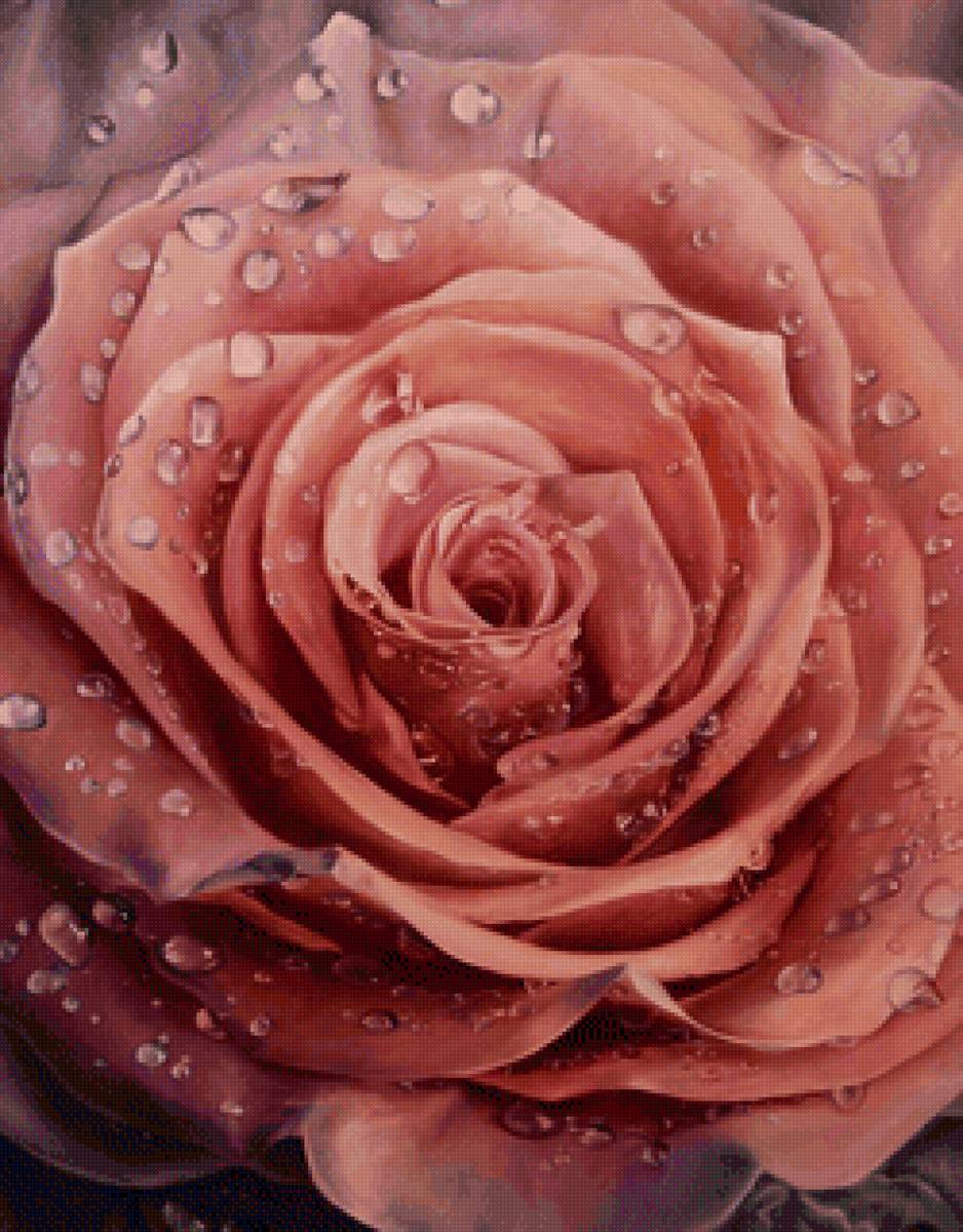 Роза в росе - цветы, роза, живопись, роса - предпросмотр