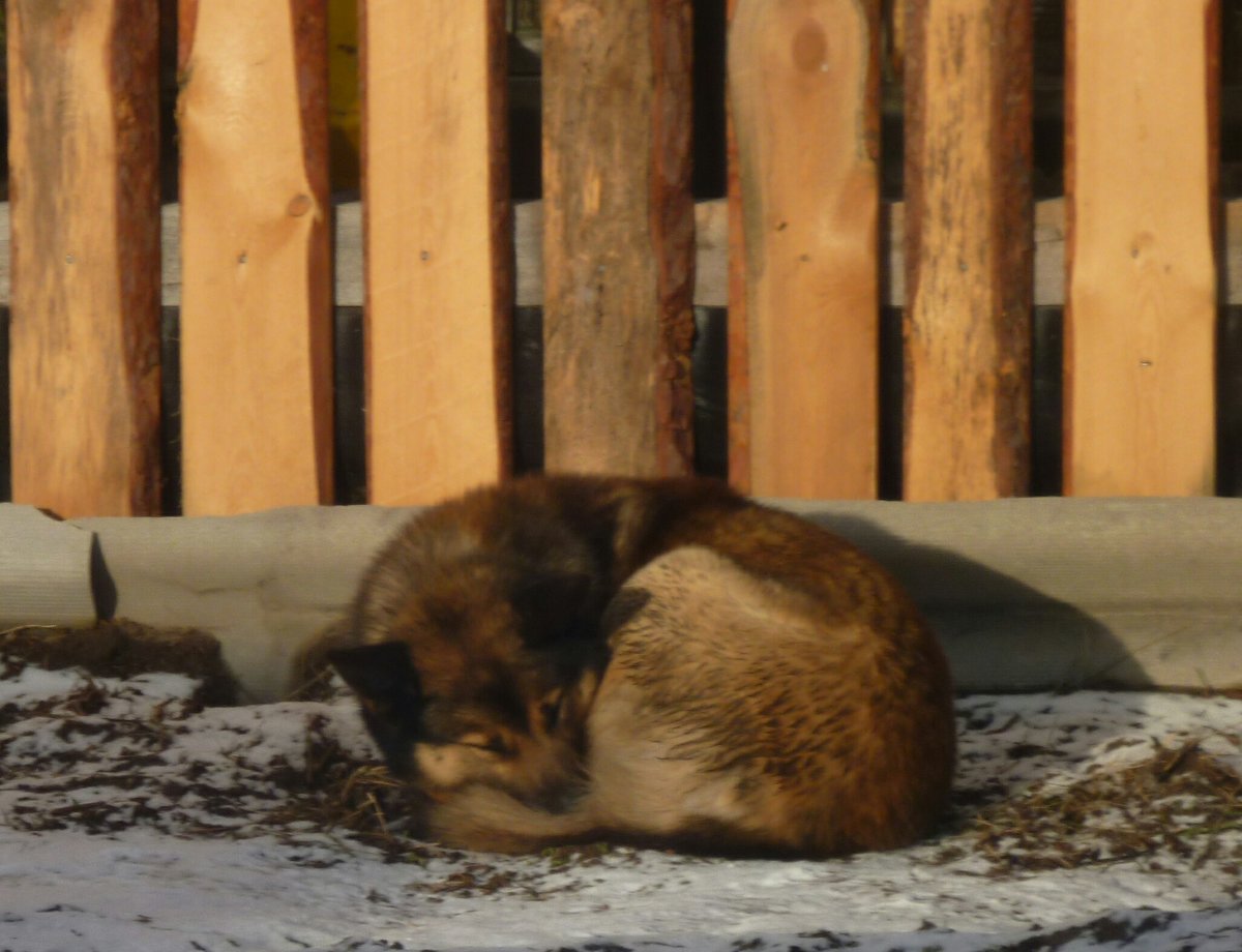 собака - собака - оригинал