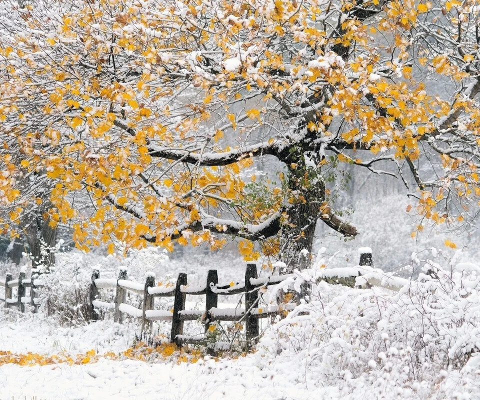 Уже не осень,еще-не зима... - снег.листья, дерево, желтый, пейзаж.предзимье, белый - оригинал