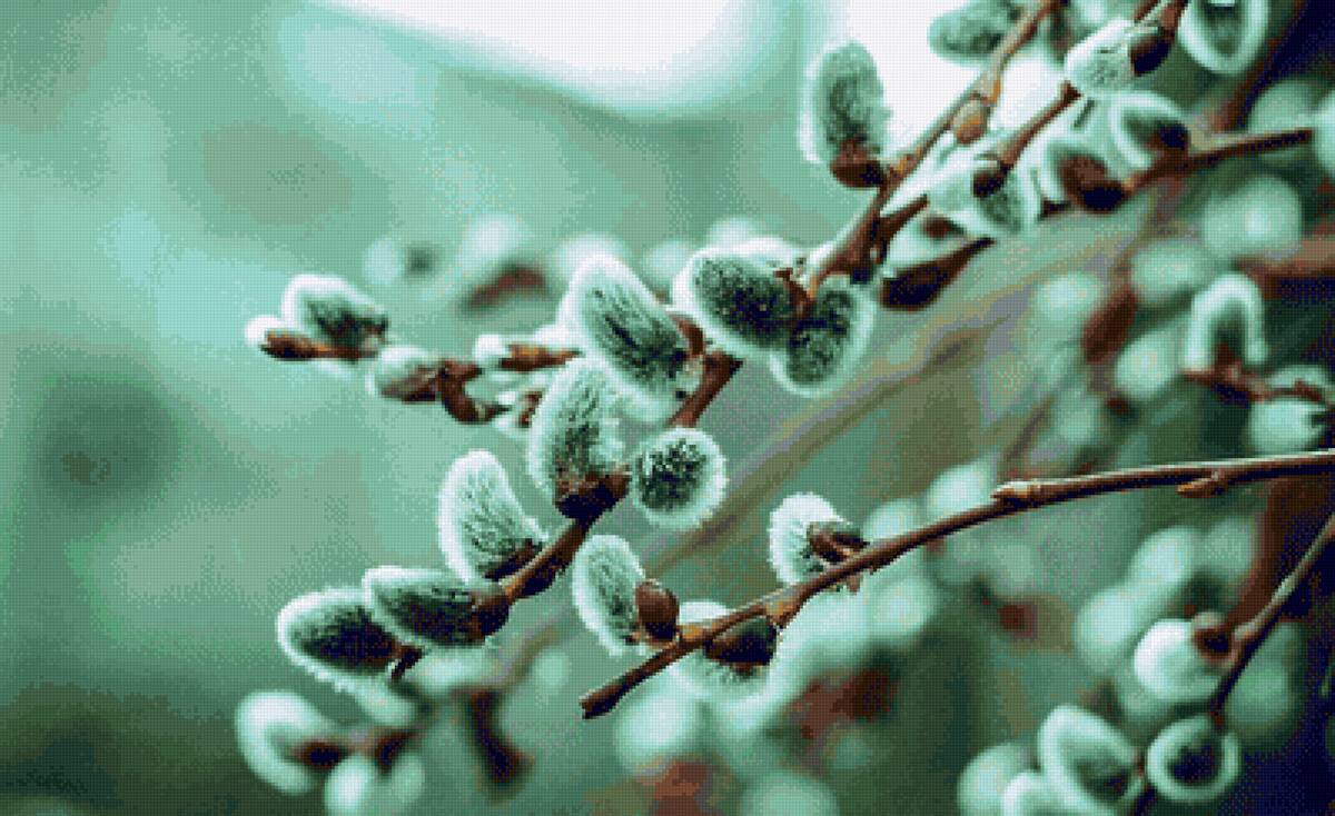 Верба. - голубой, верба, весна - предпросмотр