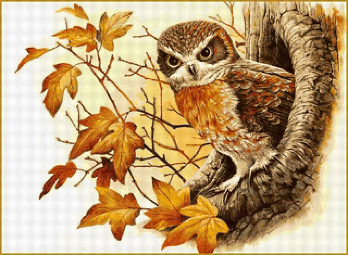 Сова - осень, сова, листья, птицы - предпросмотр