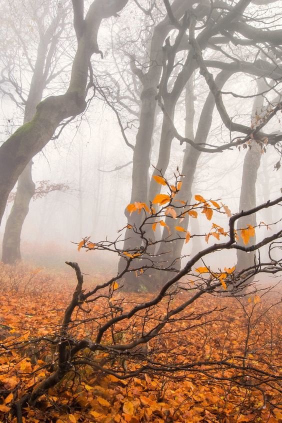 Осенний туман. - желтый, листья, осень, лес, туман, пейзаж - оригинал