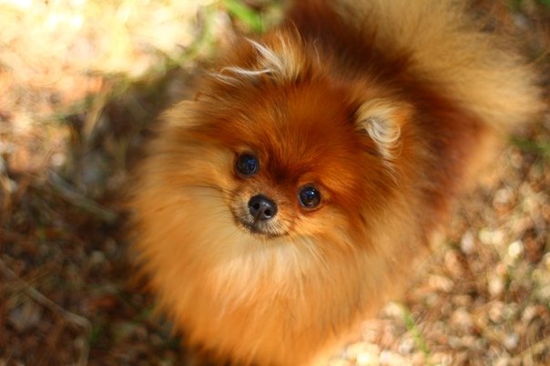 шпиц - шпиц, пес - оригинал