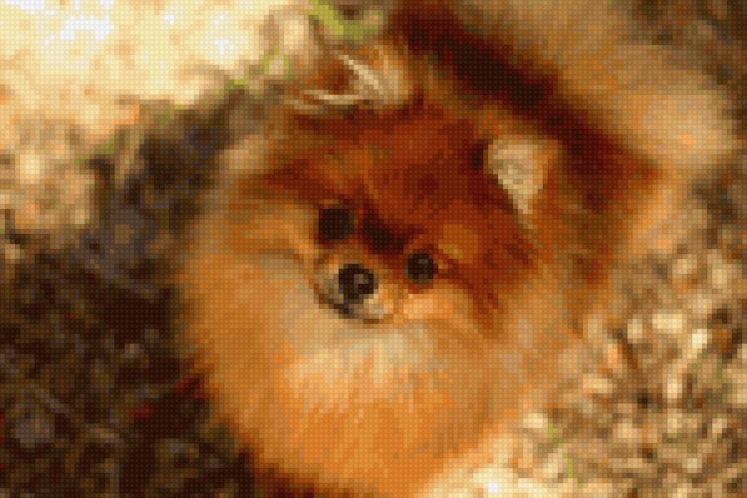 шпиц - шпиц, пес - предпросмотр