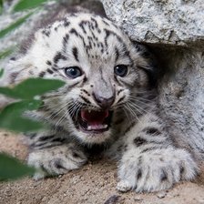 Схема вышивки «животное»