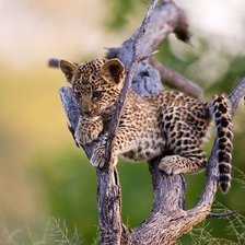 Схема вышивки «животное»