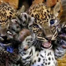 Схема вышивки «животное»