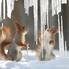 Схема вышивки «животное»