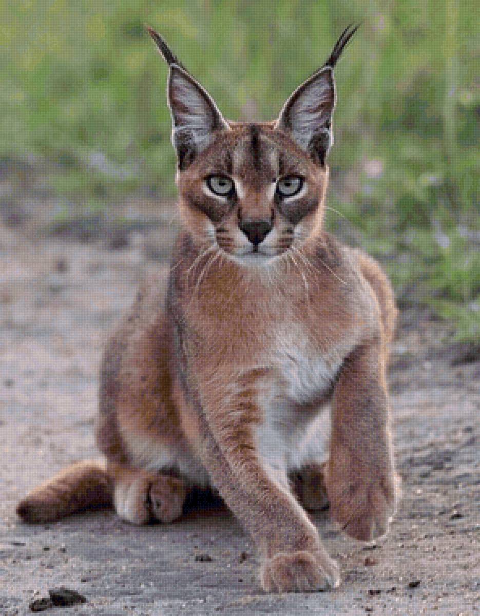 Lince. - animais. - предпросмотр