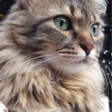 Схема вышивки «Gato.»