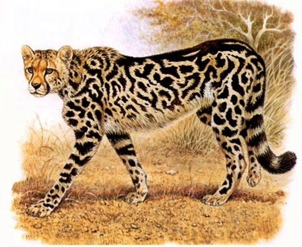 Guepardo. - animais. - оригинал