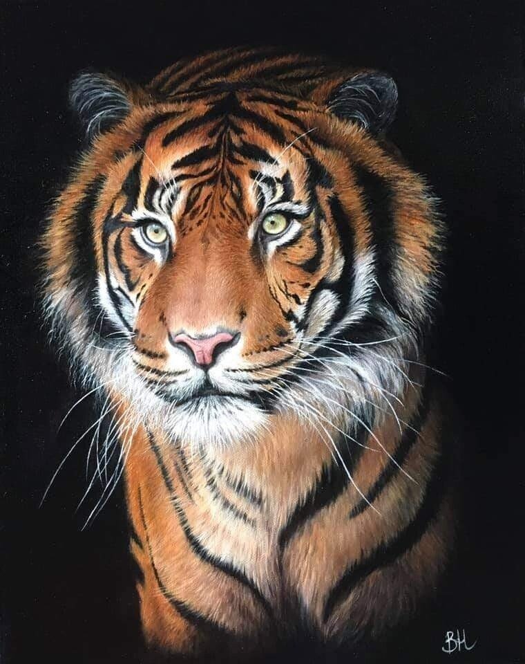 Портрет тигра - оригинал