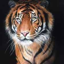 Оригинал схемы вышивки «Портрет тигра» (№2319112)
