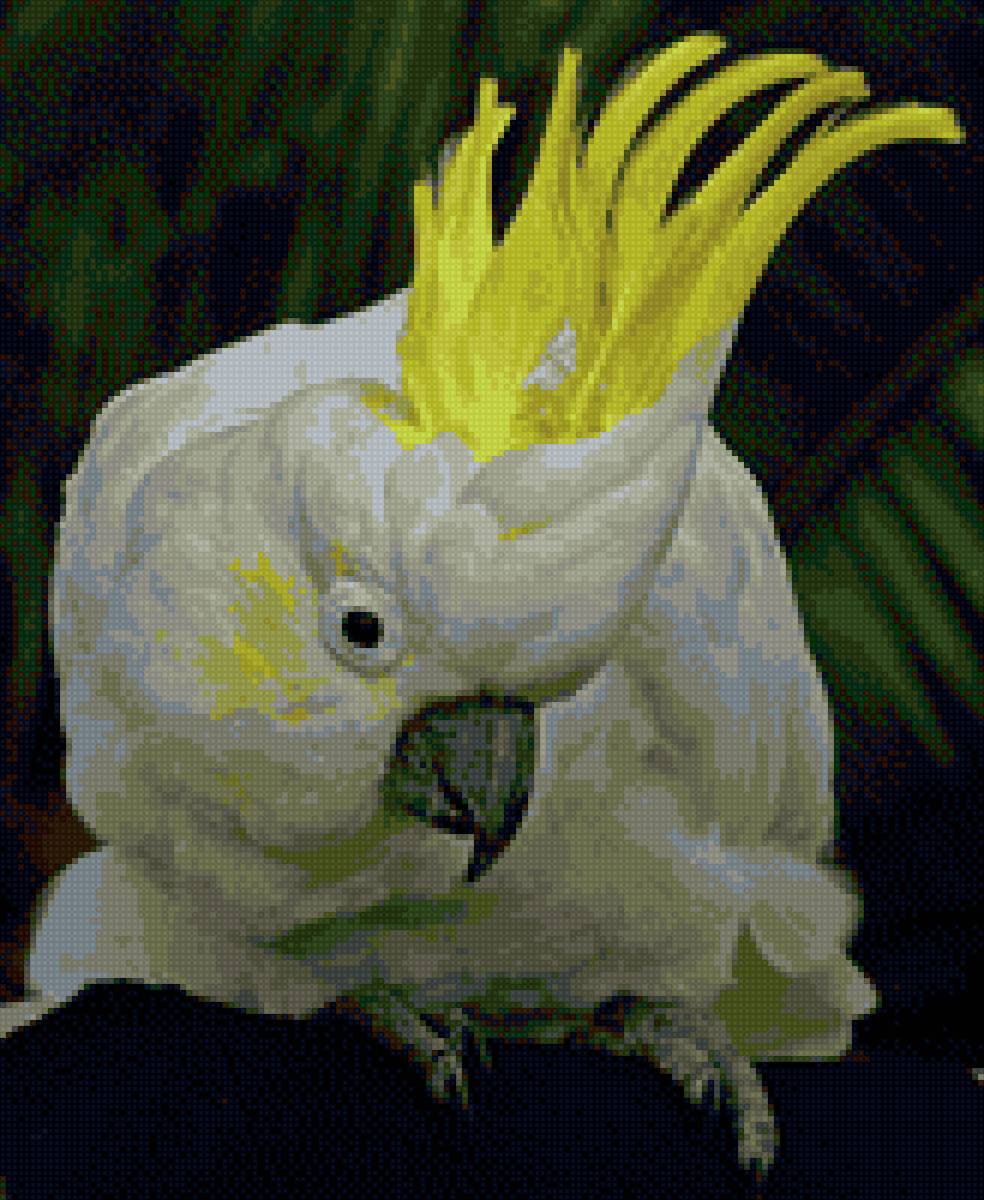 Попугай - предпросмотр