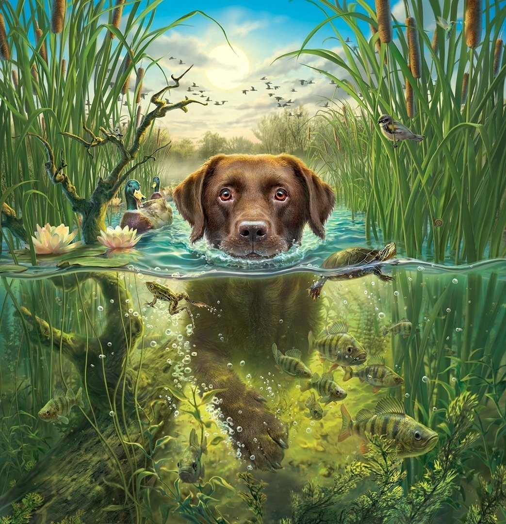 собачка - вода, собака, рыбы, животное - оригинал