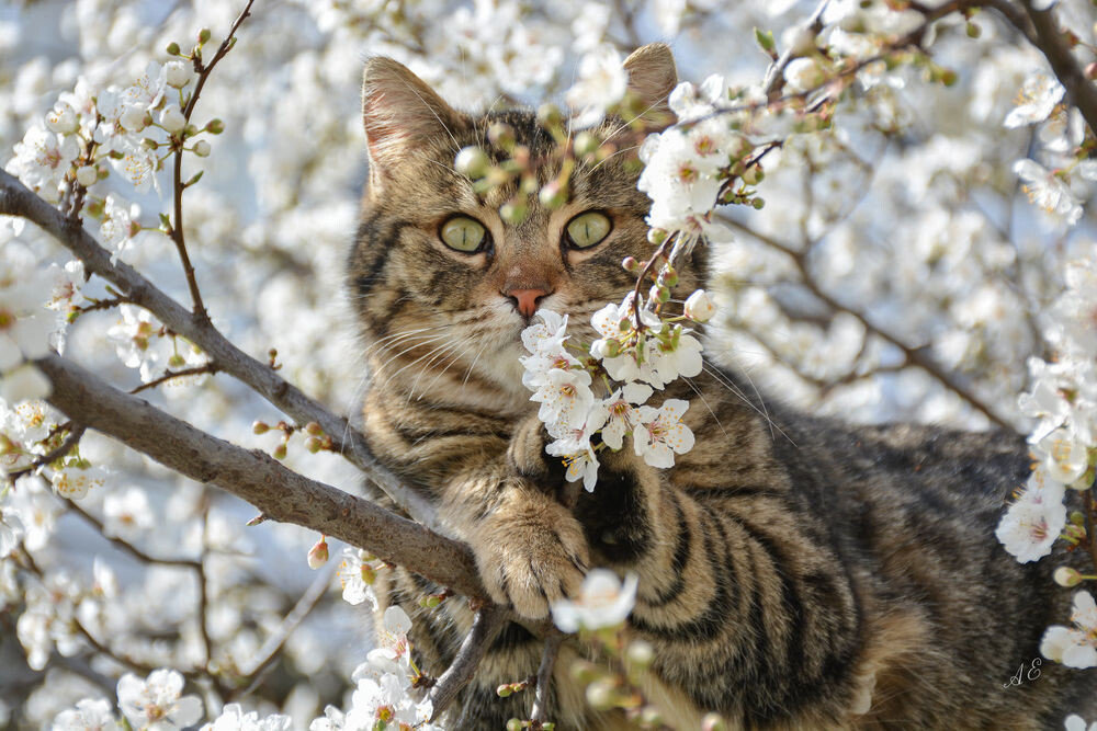 Коты прилетели!... - кошка, дерево, цветы, весна, животные, цвет - оригинал