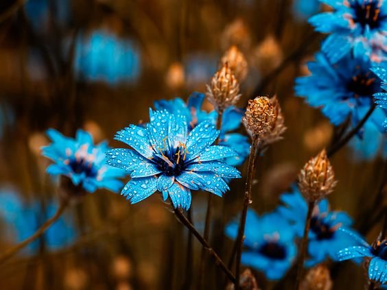 Луговые цветы.Цикорий. - цикорий, цветы, синий - оригинал