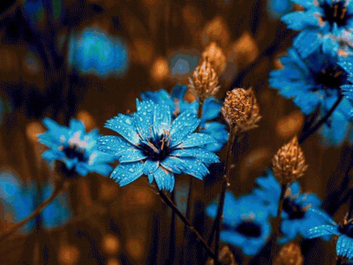 Луговые цветы.Цикорий. - синий, цветы, цикорий - предпросмотр