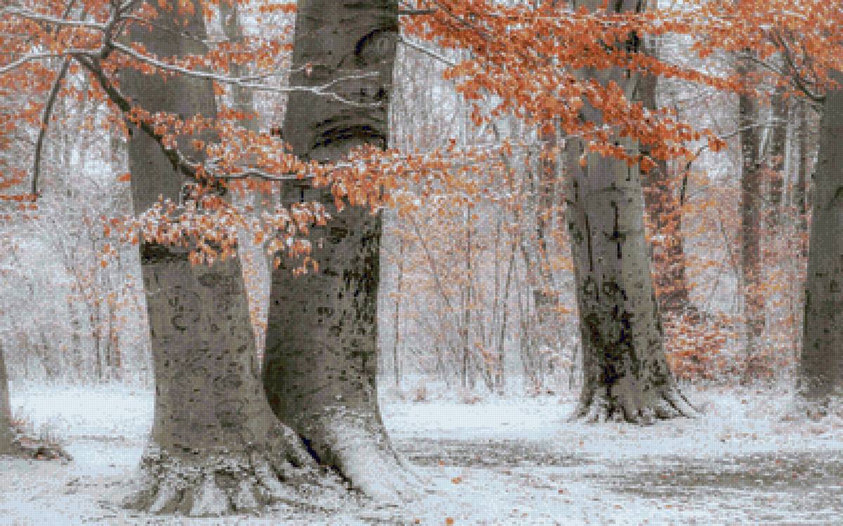 Предзимье. - дерево, белый, пейзаж.предзимье, желтый, снег.листья, лес - предпросмотр