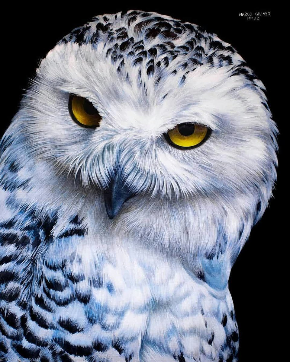 Совушка - оригинал