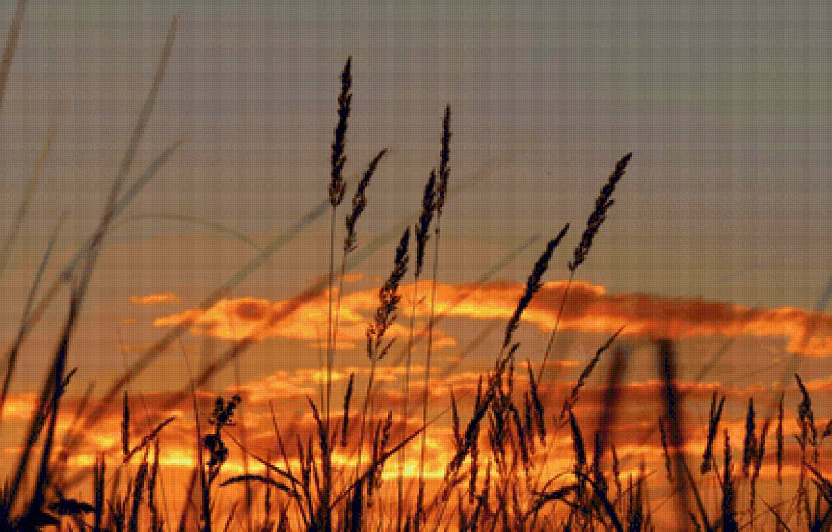 На закате... - пейзаж, природа, закат, колоски, камыш, небо - предпросмотр