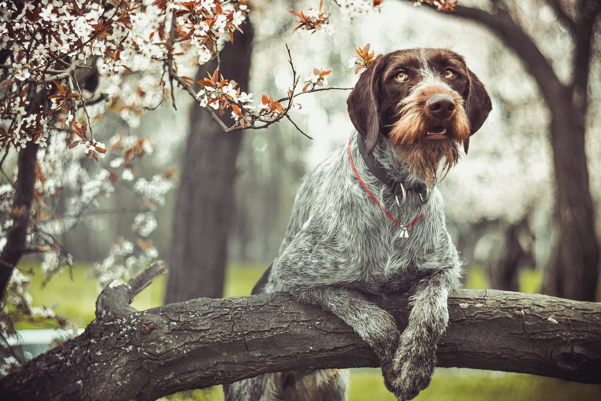 Собака и весна... - дерево, цветы, цвет, животные, весна, собака - оригинал
