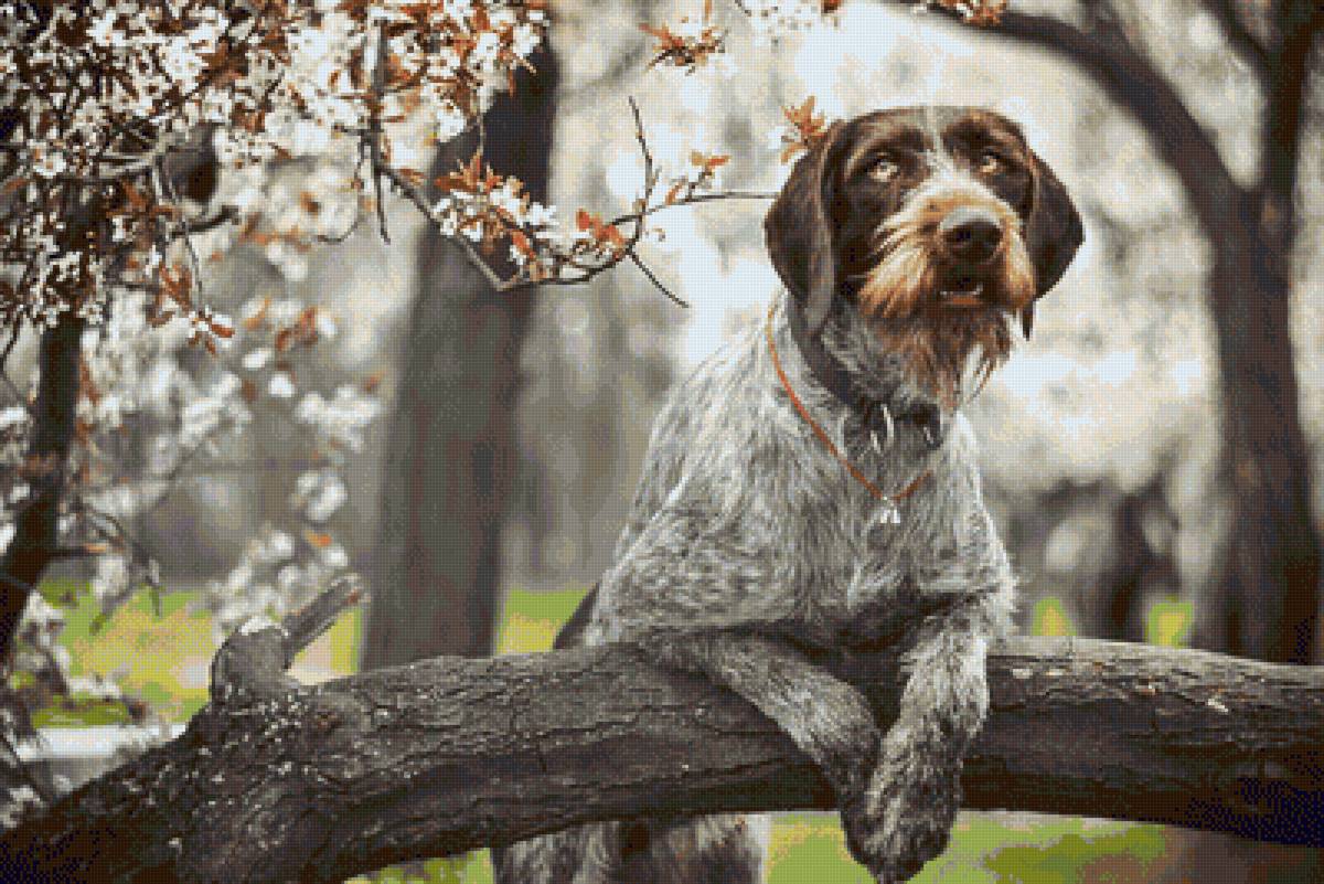 Собака и весна... - собака, весна, дерево, цветы, животные, цвет - предпросмотр