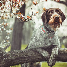 Схема вышивки «Собака и весна...»
