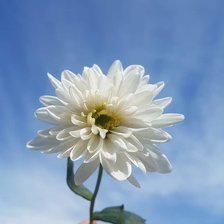 Схема вышивки «№2319311»