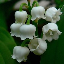 Схема вышивки «Цветы»