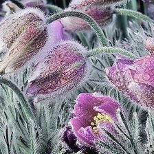 Схема вышивки «Сон-трава»