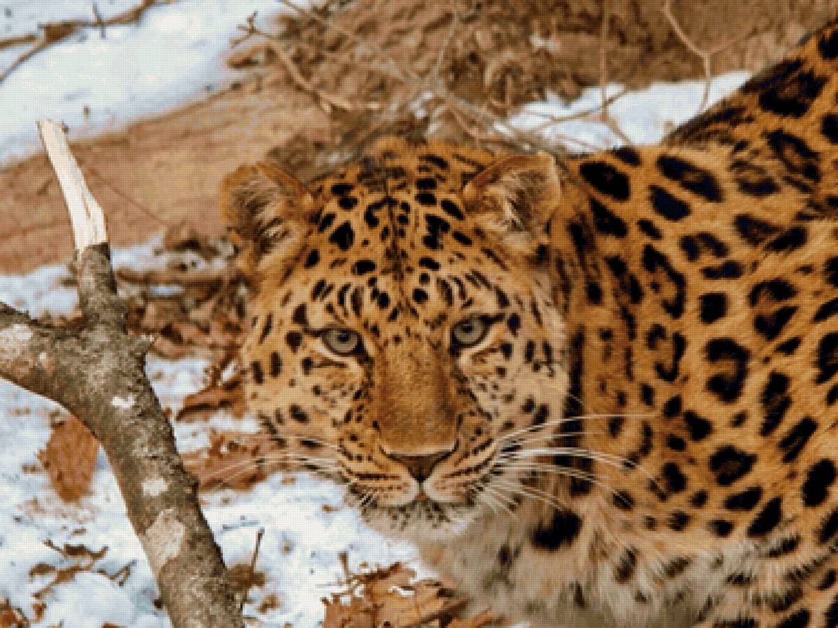 Onça pintada. - animais. - предпросмотр