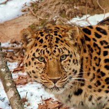 Схема вышивки «Onça pintada.»