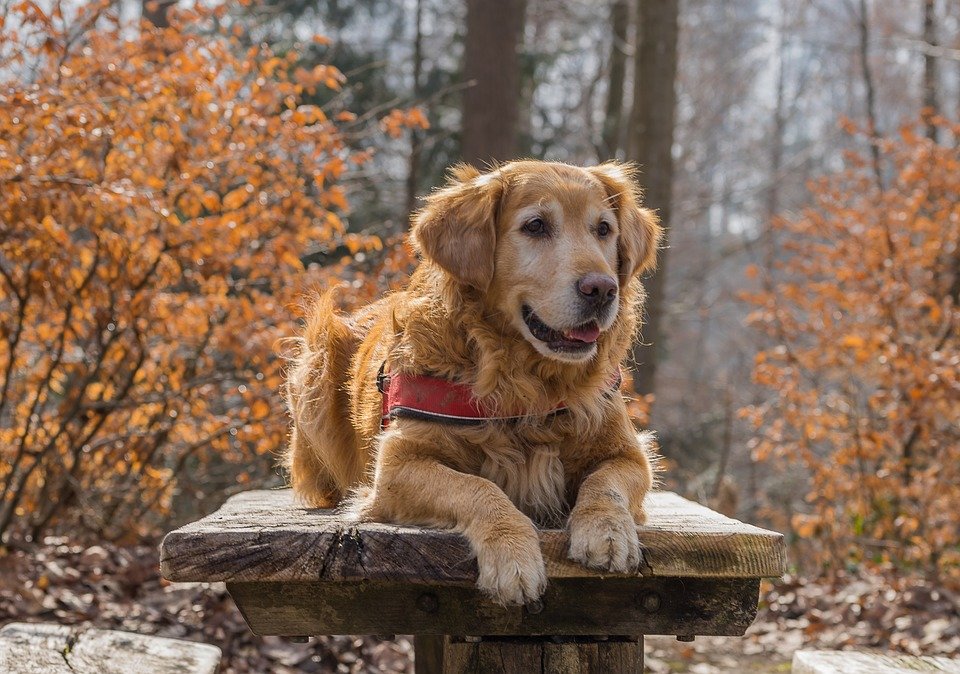 Собака в лесу. - желтый, животные, дерево, осень, листья, цвет, собака - оригинал