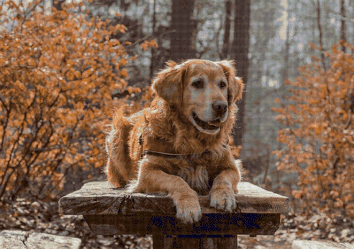 Собака в лесу. - цвет, дерево, листья, осень, собака, желтый, животные - предпросмотр
