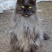 Схема вышивки «Цымус»