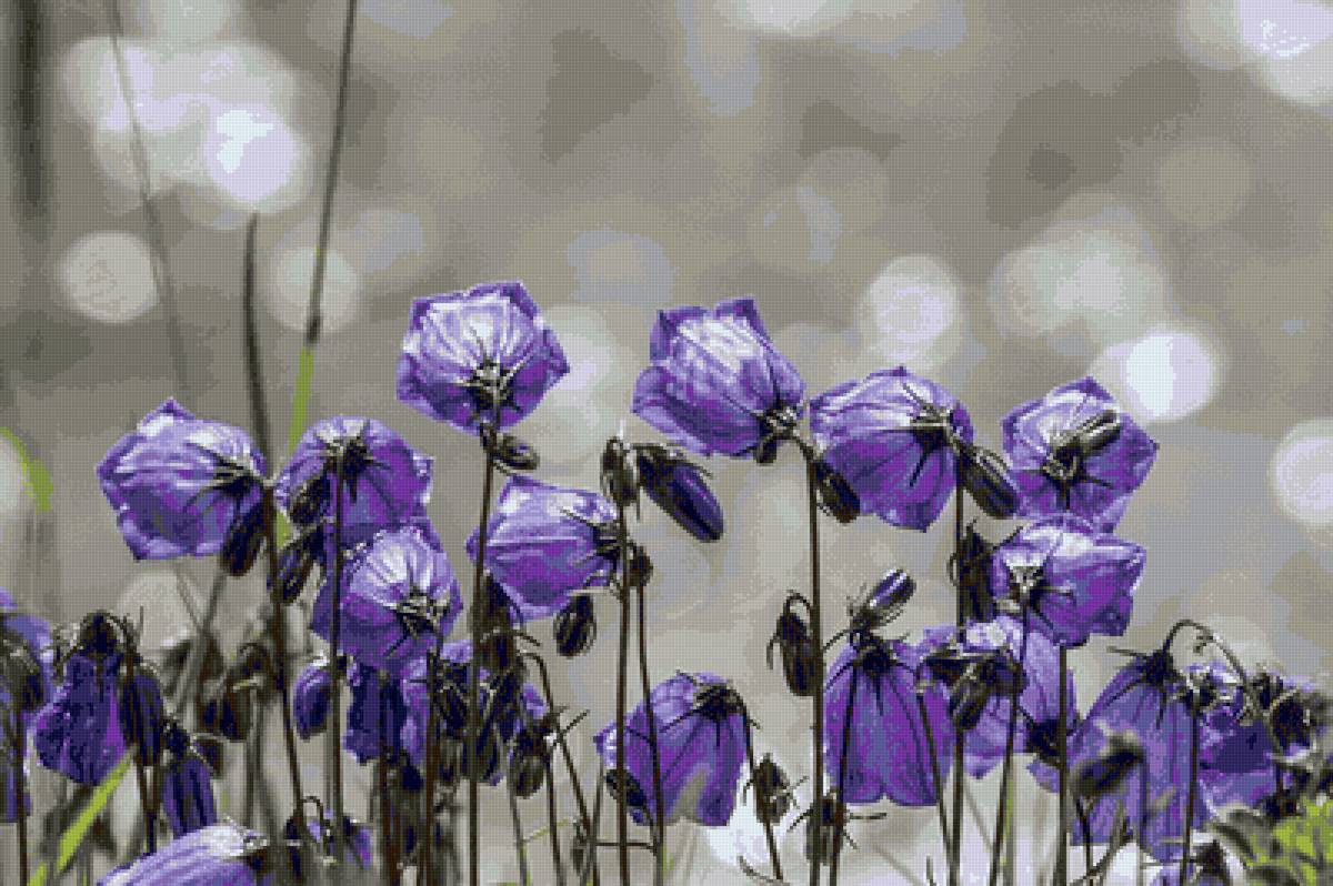 Колокольчики. - синий, цветы., колокольчики - предпросмотр