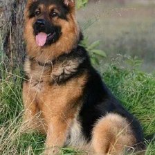 Схема вышивки «№2320341»