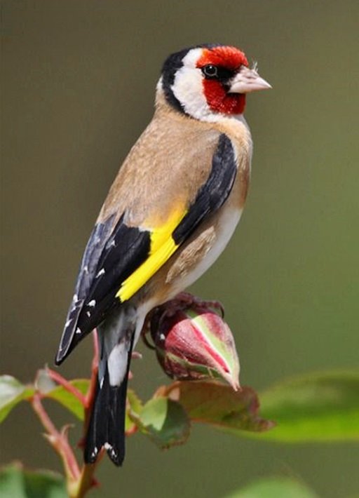 Pássaro. - rosas., pássaro - оригинал