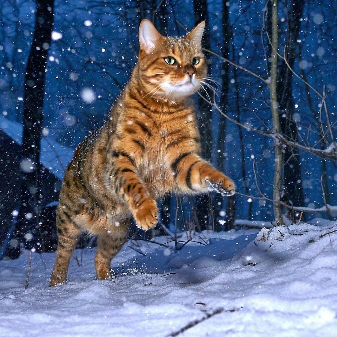 Gato. - animais. - оригинал