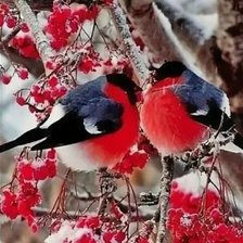 Схема вышивки «снегири»