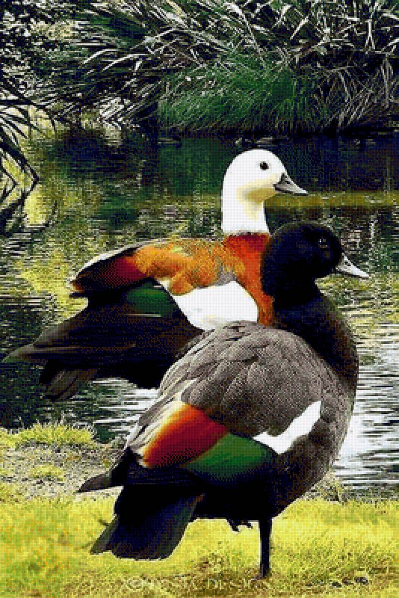 patos - paisaje - предпросмотр