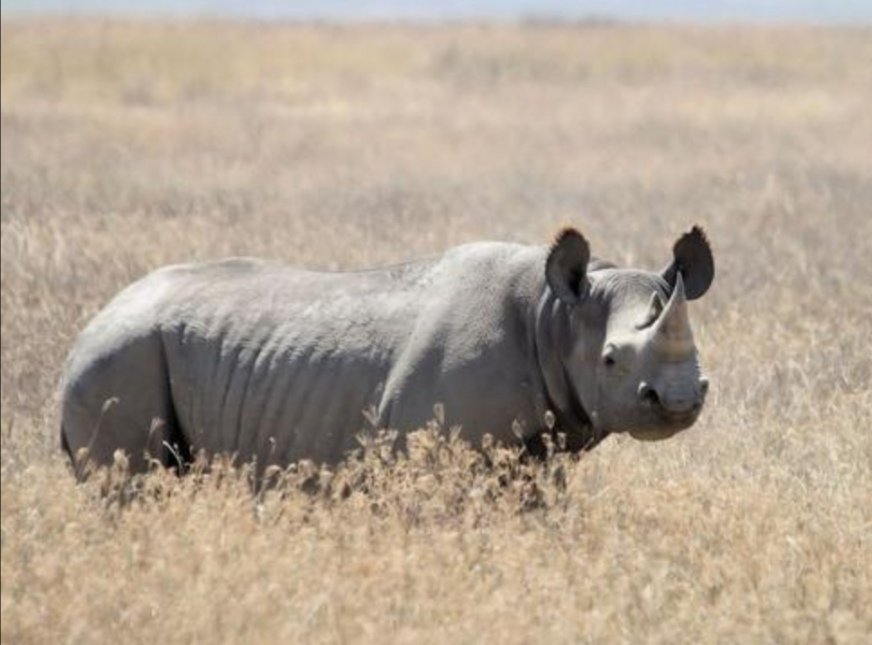 Rino - naturaleza - оригинал