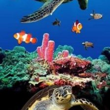 Схема вышивки «tortugas»