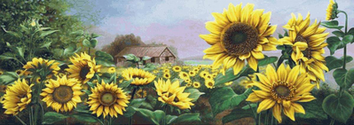Plantação de girassóis. - sitio., girassóis, casa - предпросмотр