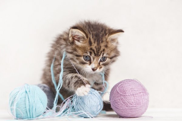 Выбираю ниточки - котенок, вязание, клубки - оригинал