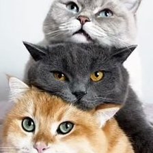 Схема вышивки «три кота»