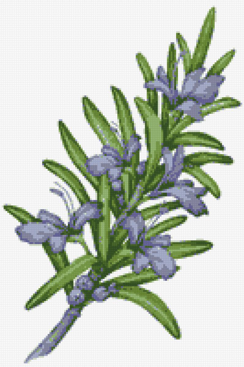 розмарин - предпросмотр