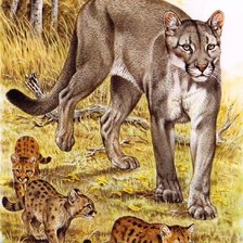 Схема вышивки «Familhea de  puma.»