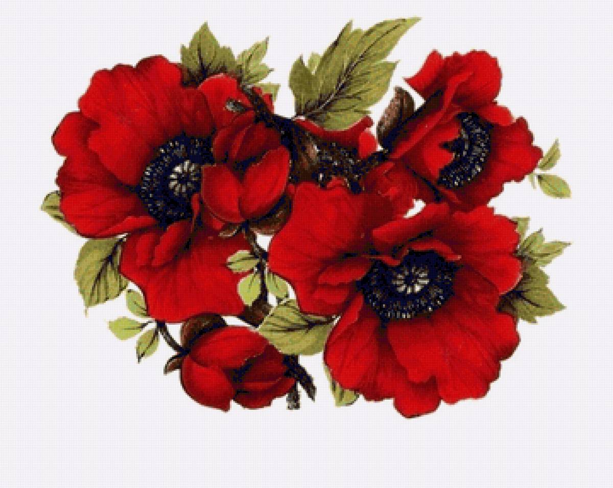 Маки - красные, маки, цветы. - предпросмотр